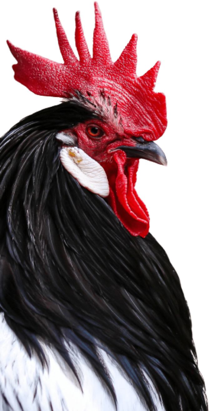 coq