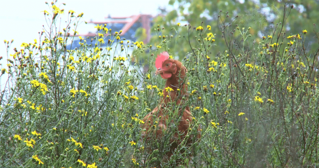 poule pondeuse bio