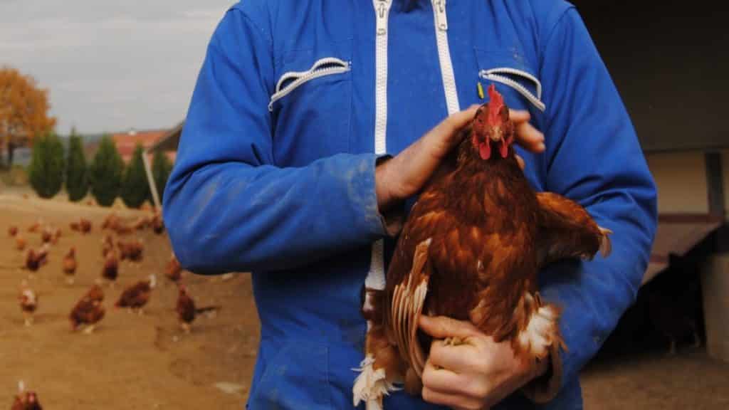 poule pondeuse bras éleveur