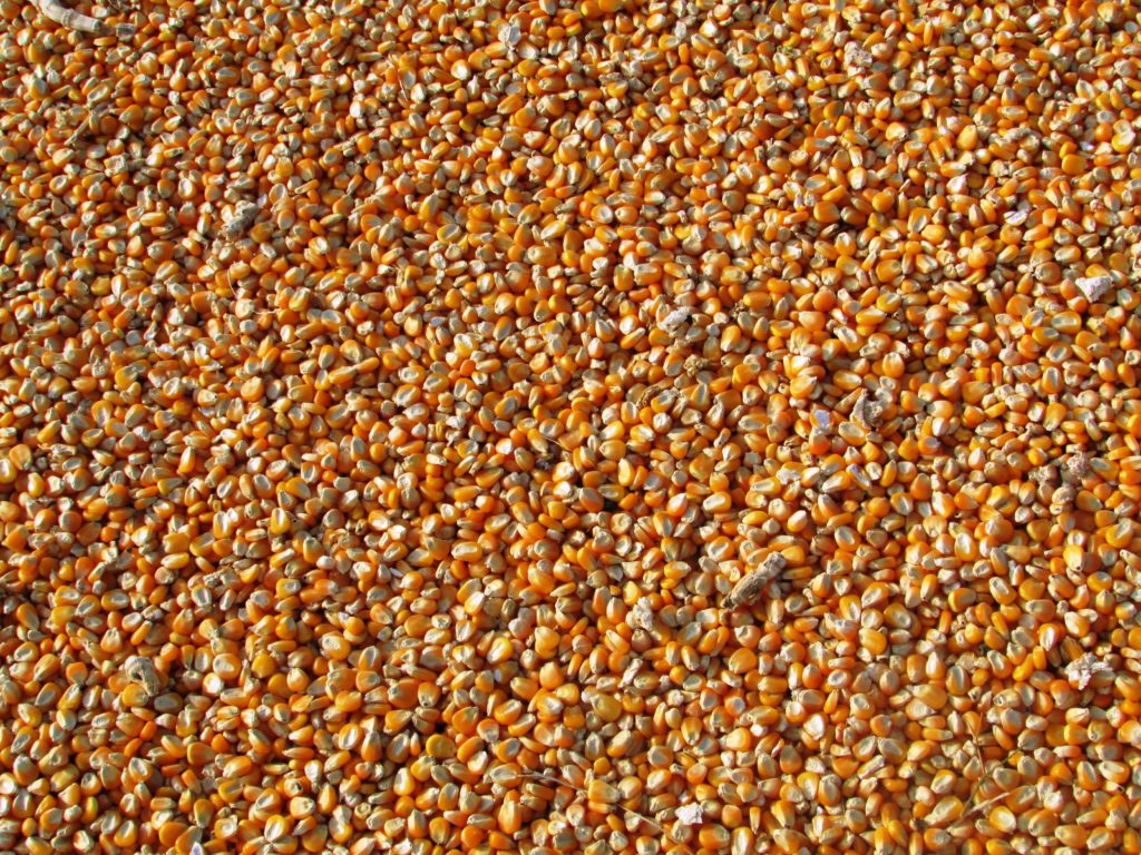 grains mais