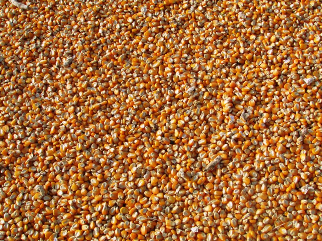 grains mais